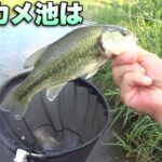 結果的にブラックバスを釣って食う【小バスの特盛フライ】