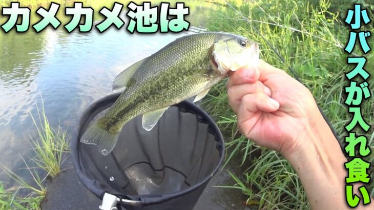 結果的にブラックバスを釣って食う【小バスの特盛フライ】