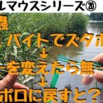 【川スモールマウスバス釣り　シリーズ⑳　群馬編】沈み蟲でスモールが好きなカラーはこれよ♡逆に反応なかったのは…