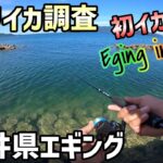 【福井県釣り】福井オカッパリエギングの旅！若狭湾でエギングとジギング一日釣行！今年初のイカをゲット！いつもは筏釣りで簡単に釣れるがおかっぱりは！？福井釣り場調査！最後に琵琶湖北湖西岸調査も！