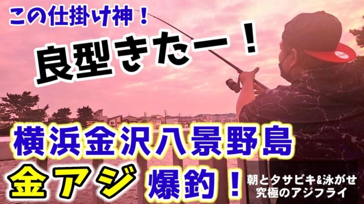 【金アジ爆釣仕掛け】横浜で朝と夕方サビキ釣りと泳がせ調査！絶品タルタルソースと究極のアジフライ。秋の金沢八景野島公園釣果速報