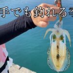 【天草の釣り／エギング】イカさえいれば下手でも釣れる