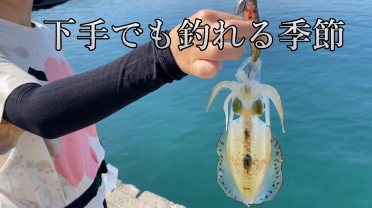 【天草の釣り／エギング】イカさえいれば下手でも釣れる