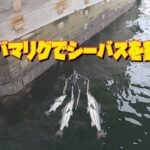 【アラバマリグ】でシーバスを釣る❗️