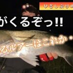 ［河川］秋がもうすぐそこに・・秋に釣れるルアーをこれ⁉︎#シーバス #釣り