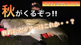 ［河川］秋がもうすぐそこに・・秋に釣れるルアーをこれ⁉︎#シーバス #釣り