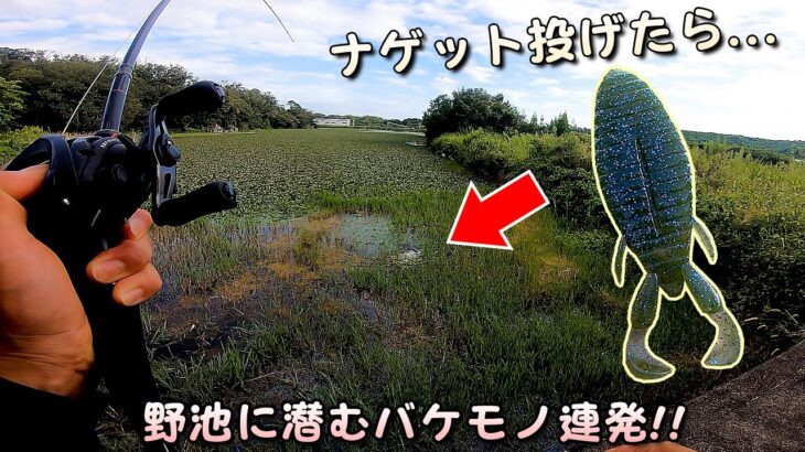 ナゲットみたいなルアー（ワーム）を投げたら野池に潜むバケモノ（怪魚）が荒れ狂うように連発爆釣【ブラックバス・ライギョ釣り】