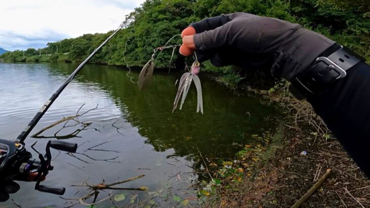 秋のバス釣り、スピナーベイトで更にバスを釣る方法、実釣しながら解説します「野池」「初心者」