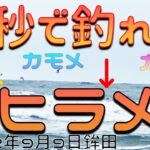 イワシの鳥山はサーフにて最強！サーフに着いて一投目、一秒でヒラメ釣れました。（サーフヒラメ）