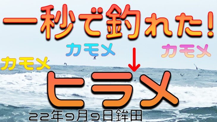 イワシの鳥山はサーフにて最強！サーフに着いて一投目、一秒でヒラメ釣れました。（サーフヒラメ）