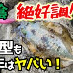 【エギング】秒で釣れる！数も大型も釣れて大満足の新子アオリイカ釣行