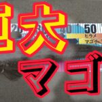 【自己べ更新】ビビビッときたポイントでマゴチが連発！【鹿島灘サーフ】