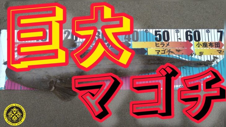 【自己べ更新】ビビビッときたポイントでマゴチが連発！【鹿島灘サーフ】