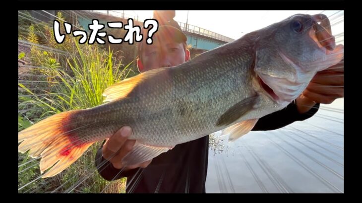 霞水系が一番アツいって！５０、４５普通に釣れた