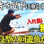 立ち寄った堤防にサビキを垂らしたら良型回遊魚が無限に入れ食い！最強で極小のサビキを使ったら無限で大漁に釣れて止まらなかった！食います