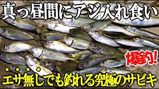 昼間から足下のサビキでアジが入れ食いで止まらなかった！エサ無しでも強力アピールでアジが釣れる究極のサビキにエサを擦ったら・・・