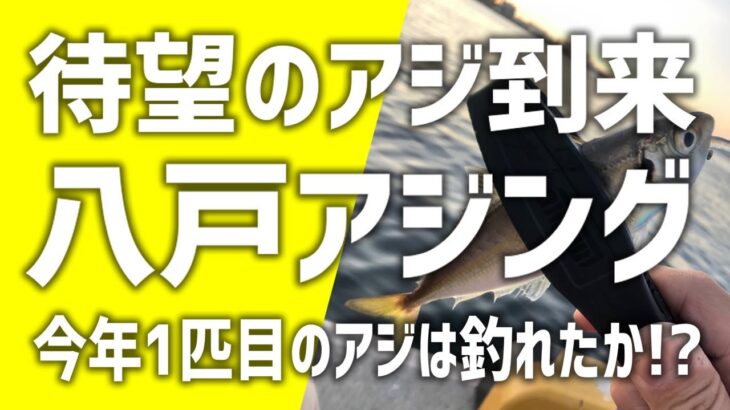 ついに八戸にアジ到来！久しぶりのアジングでサバ祭り！アジは釣れるのか！？ソゲ（ヒラメ）おまけ動画付き＠青森アジング