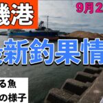 【大磯港最新釣果情報】サビキ釣りやちょい投げ釣り！なんか釣れてる？台風後の海は？