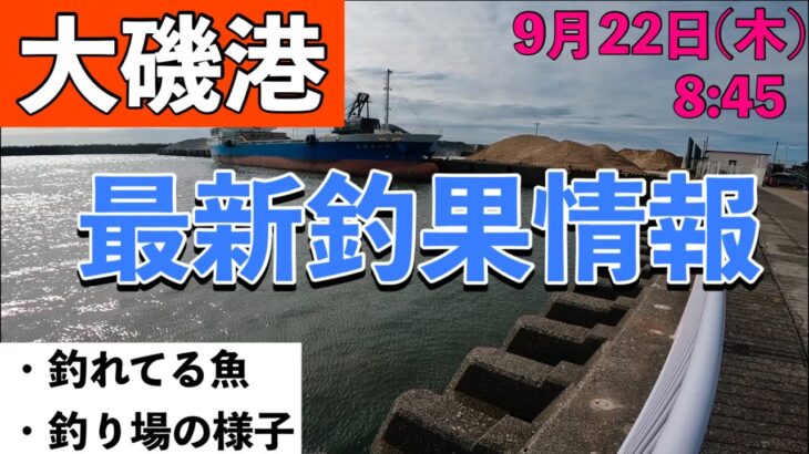 【大磯港最新釣果情報】サビキ釣りやちょい投げ釣り！なんか釣れてる？台風後の海は？