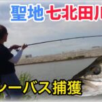 【釣り】巨大シーバスとの戦い！！聖地に潜んでいた！