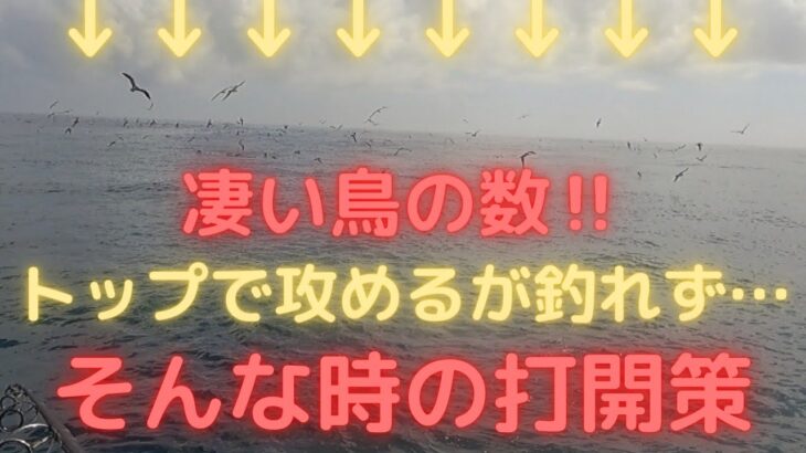 【外房ジギング】ナブラ打ちはトップだけじゃない‼️