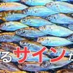 【アジング】ある魚の行動で釣れるタイミングと狙いの場所を見逃さない