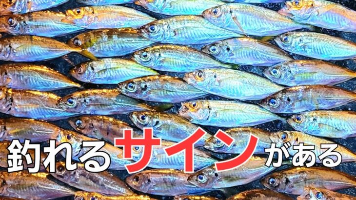 【アジング】ある魚の行動で釣れるタイミングと狙いの場所を見逃さない