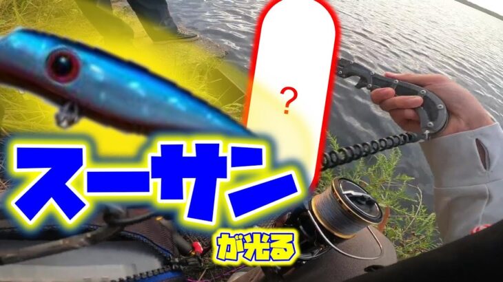 [シーバス釣行]夕マズメにスーサンを使った結果…/スーサン/福井県