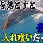 秋らしくなったので青物が釣れるか調査してみると…【丹後ジギング】