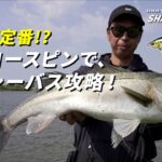 [シーバス]夏の新定番！？及川太一がシャロースピンの使い方を実釣解説！