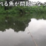 放置された魚が問題になってます