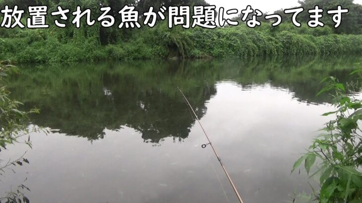 放置された魚が問題になってます