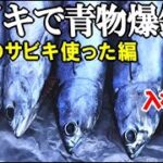 無敵のサビキで青物爆釣れ！湾内に係留された船の足下が青物祭りで凄かった！まさかのアジ科のあの魚も釣れた！