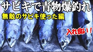 無敵のサビキで青物爆釣れ！湾内に係留された船の足下が青物祭りで凄かった！まさかのアジ科のあの魚も釣れた！