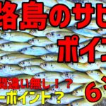 淡路島在住の釣り人が解説！【淡路島のサビキ釣りポイント６選】【淡路島釣り】