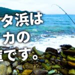 何も居なそうなゴロタ浜でも秋イカは普通にエギングで釣れます。