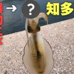 【秋イカエギング】知多半島で秋イカ調査！爆釣エギはこれだった！