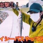 【釣り】秋のシーバスを狙って石巻にて出撃！見事に釣り揚げたのは？