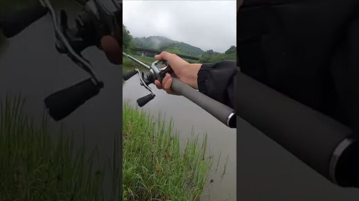 雨上がりの流れ込み、羽根モノにドンッ！！