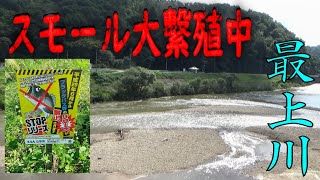 【山形バス釣り】大繁殖中と噂のスモールを討伐しに最上川へ…　おもわぬ大物が連発