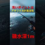 浅場はアオリイカも高活性🦑難しいようで簡単❗️エギング初心者にもおすすめです🔰#エギング #アオリイカ #イカ釣り