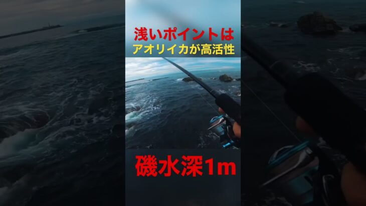 浅場はアオリイカも高活性🦑難しいようで簡単❗️エギング初心者にもおすすめです🔰#エギング #アオリイカ #イカ釣り