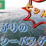 【石川県】真夏の雨上がりはシーバスが高活性⁉️