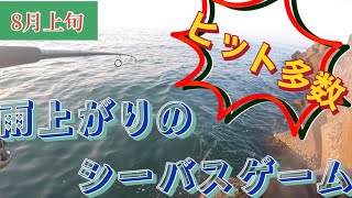 【石川県】真夏の雨上がりはシーバスが高活性⁉️