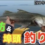 堤防や埠頭でのシーバス釣り‼︎　〜解説編〜