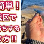 【エギング】初心者必見！イカのアタリが分かる釣り方‼︎