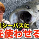 【村岡昌憲】居着きシーバス、こうすれば釣れます