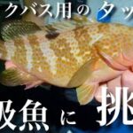 【ブラックバス用のタックルとルアーで高級魚に挑む！】アコウフィッシング！『岡山県・アコウ』キジハタ 根魚 ロックフィッシュ　海釣り　ライズジャパン　エバーグリーン　直リグ テキサスリグ　使い方