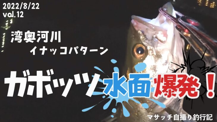 【おしらせあり〼】【自撮り釣行】湾奥イナッコパターン【何も言えなくて、夏】