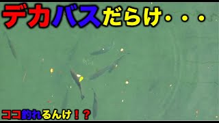 【バス釣り】デッカいバスめっちゃ居るんよ！